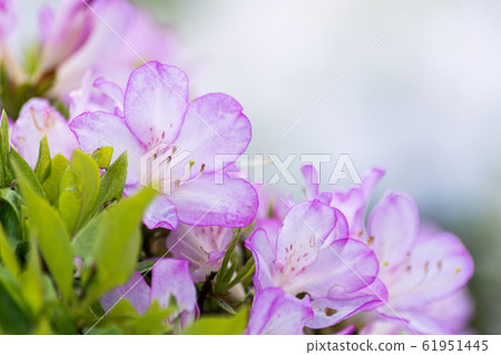 "Flowers / Plants" Azalea "Flowers / Plants" Azalea 61951445