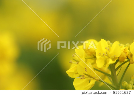 強姦開花春天的花朵 61951627