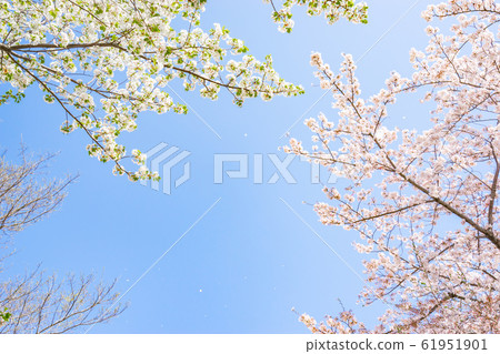 Cherry blossoms in full bloom Cherry blossoms in full bloom 61951901