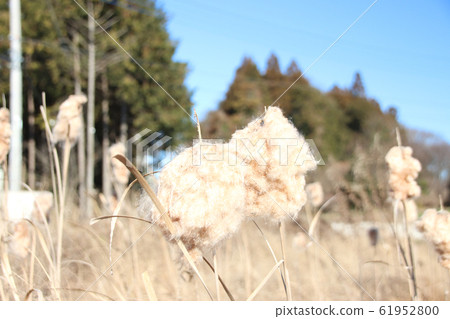 Gama, Moka City, Tochigi Prefecture Gama, Moka City, Tochigi Prefecture 61952800