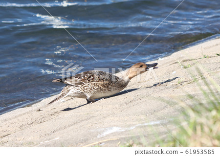 To木縣鴨Moka市Gogyo河 61953585