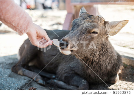 Tourist feeding Deer around Nara park and Todaiji 61953875