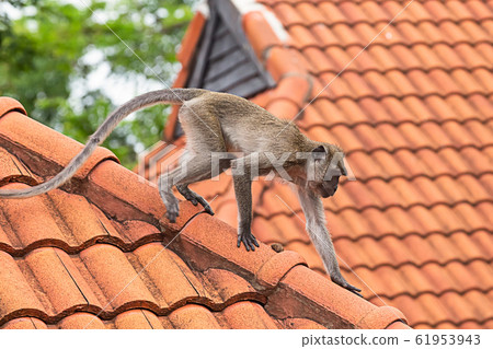 gray monkey climbs the roof of a tiled tropical gray monkey climbs the roof of a tiled tropical 61953943