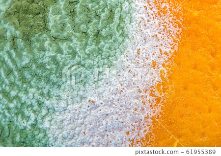 macro mold on the orange close-up. spoiled 61955389