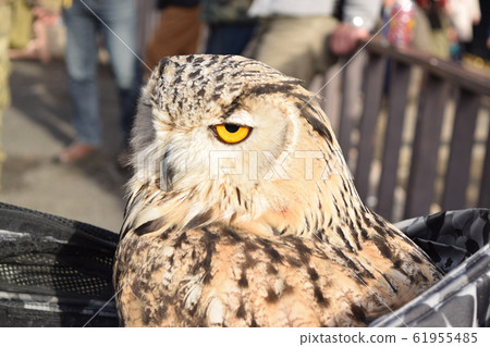 Eagle owl 1 61955485