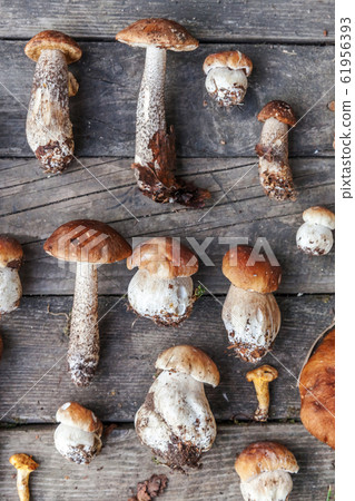 Variety raw edible mushrooms Penny Bun Boletus Variety raw edible mushrooms Penny Bun Boletus 61956393