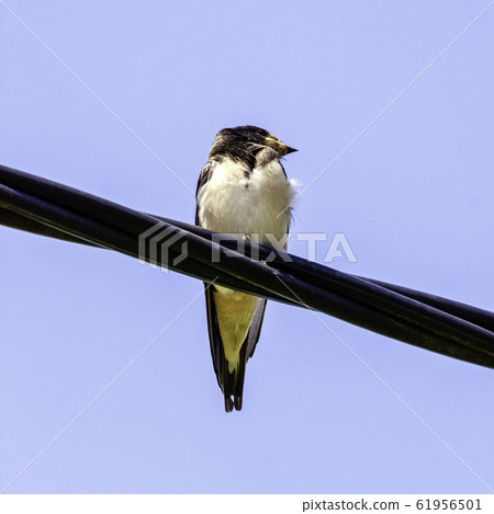 Red-rumped swallow (Cecropis daurica) - Choczewo, Pomerania, Poland 61956501