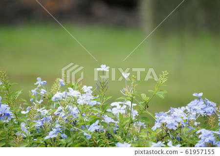 Landscape of a public park in Bangkok, Thailand, Rama 9 Park, flowerbed 61957155