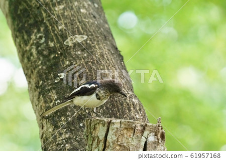 9 九 泰國 61957168