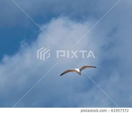 European herring gull (Larus argentatus) European herring gull (Larus argentatus) 61957372