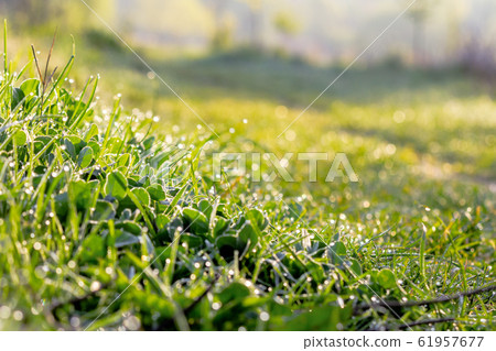 green grass in morning dew 61957677
