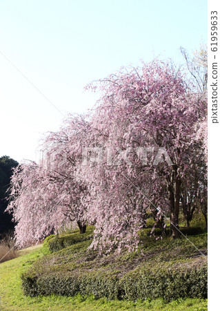udo道山的玉櫻花 udo道山的玉櫻花 61959633