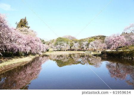 Fudoki山:金山池塘和垂枝櫻花 Fudoki山:金山池塘和垂枝櫻花 61959634