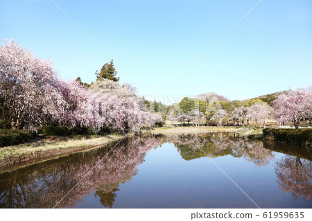 ita玉不動樹山金山池塘和垂枝櫻花 ita玉不動樹山金山池塘和垂枝櫻花 61959635