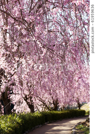 udo道山上的ita玉櫻桃樹隧道 udo道山上的ita玉櫻桃樹隧道 61959636