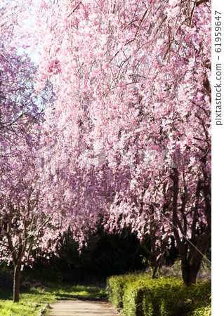 udo道山的玉櫻花 61959647