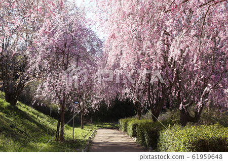 udo道山的玉櫻花 61959648