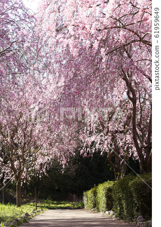 udo道山上的ita玉櫻桃樹隧道 61959649