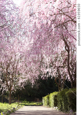 Saitama cherry blossoms on the hill of Fudoki 61959650