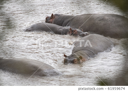 Hippo immersed in water Hippo immersed in water 61959674