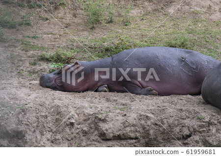 Hippo sleeping on land Hippo sleeping on land 61959681
