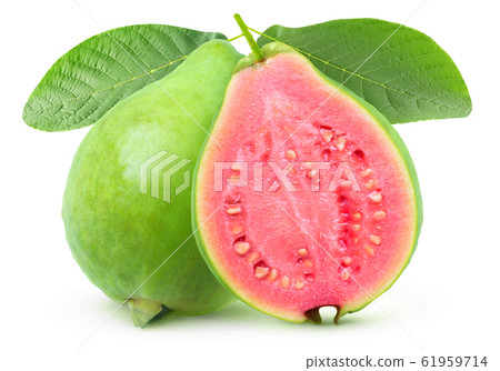 Isolated green cut guava on a branch 61959714