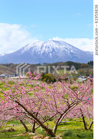 Peach blossoms and Mt. 61959836