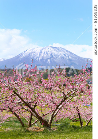桃花和山。 桃花和山。 61959838