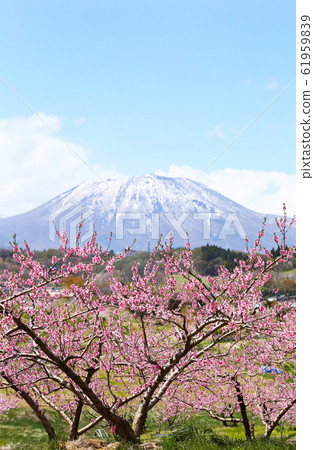 桃花和山。 桃花和山。 61959839