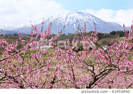 桃花和山。 61959840