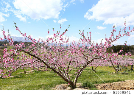 Peach blossoms from Shinshu Danxia Township 61959841