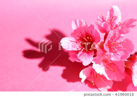 Kanahazakura 61960018