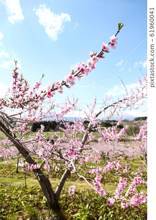 信州丹霞鄉桃花 信州丹霞鄉桃花 61960041