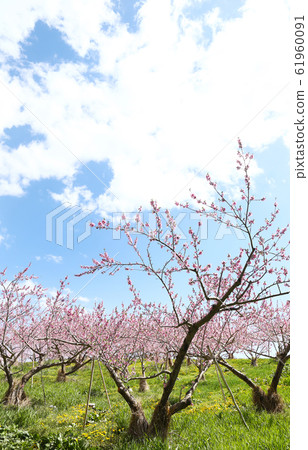 信州丹霞鄉桃花 信州丹霞鄉桃花 61960091