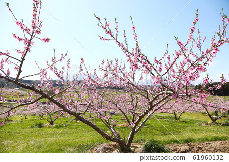 信州丹霞鄉桃花 61960132