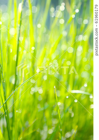 Morning dew Morning dew 61960179