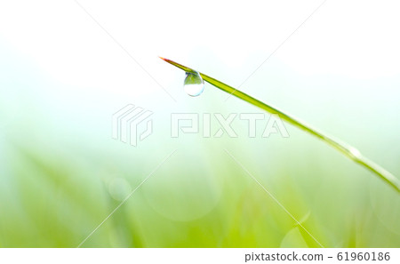 Morning dew Morning dew 61960186