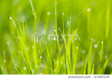 Morning dew Morning dew 61960189