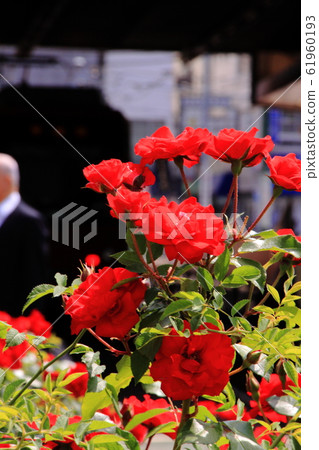 薔薇 薔薇 61960193