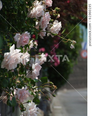 Rosa Sen Paviens Rosa Sen Paviens 61960195