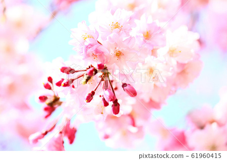 Benicada cherry tree flower Benicada cherry tree flower 61960415