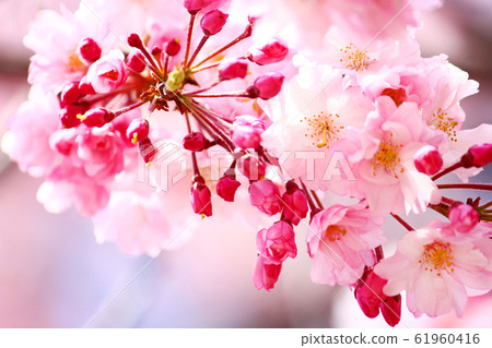 Benicada cherry tree flower Benicada cherry tree flower 61960416