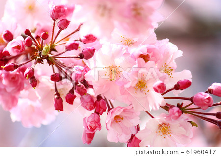Benicada cherry tree flower Benicada cherry tree flower 61960417