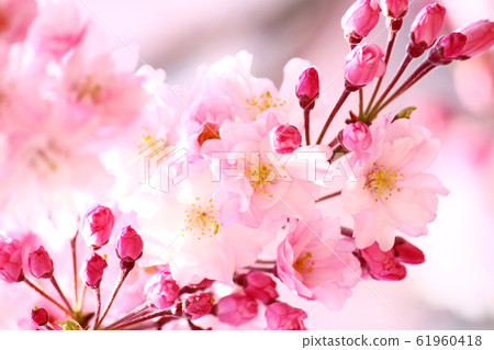 貝尼卡達櫻桃樹花 貝尼卡達櫻桃樹花 61960418