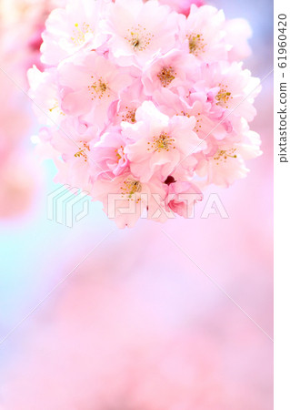 貝尼卡達櫻桃樹花 貝尼卡達櫻桃樹花 61960420