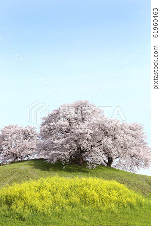 Cherry blossoms of Saitama Sakitama Tumulus 61960463