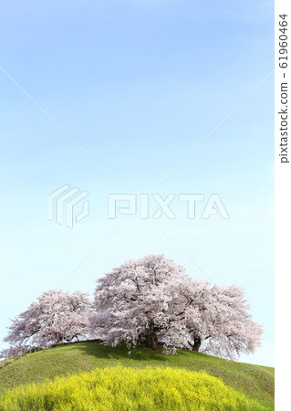 Cherry blossoms of Saitama Sakitama Tumulus 61960464