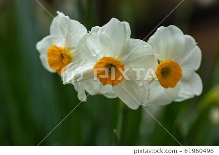 水仙花春天的花朵 水仙花春天的花朵 61960496