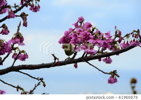 櫻桃樹 61960878