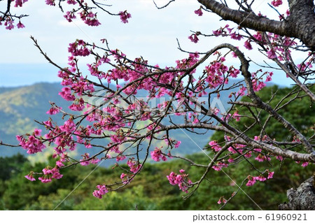 Cherry Blossoms Cherry Blossoms 61960921